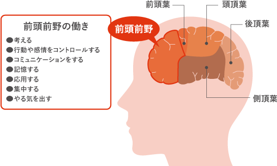 前頭前野